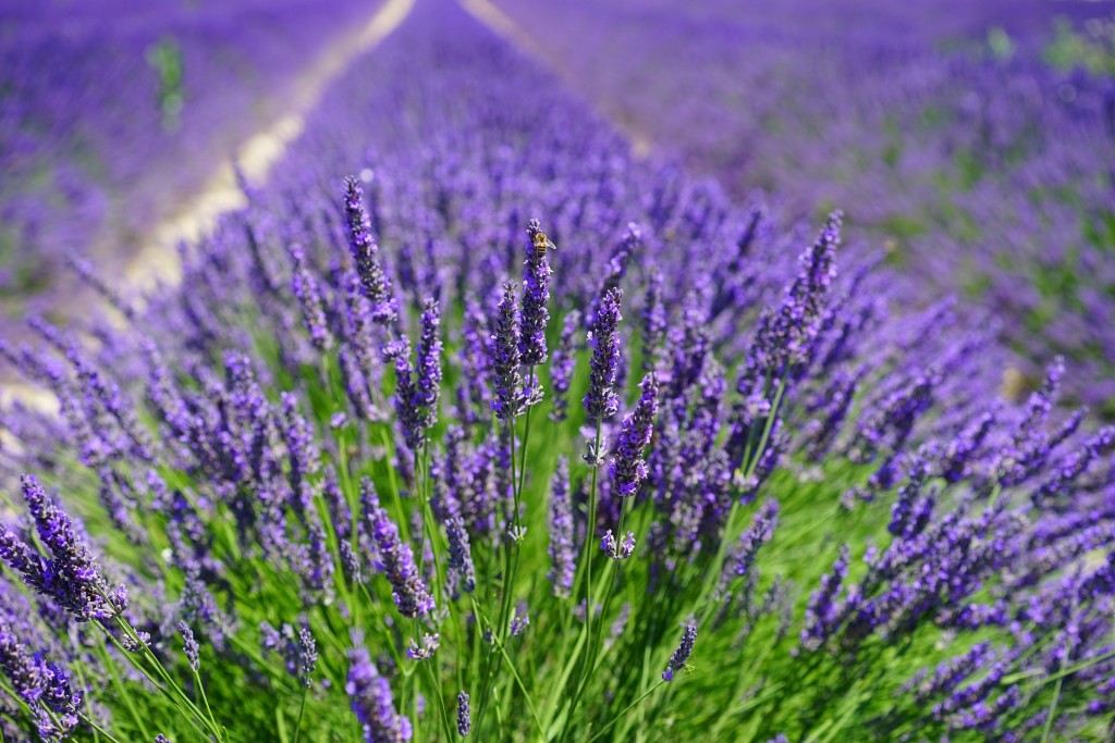 Lavender field