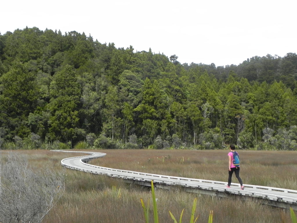 kiwi zone forest