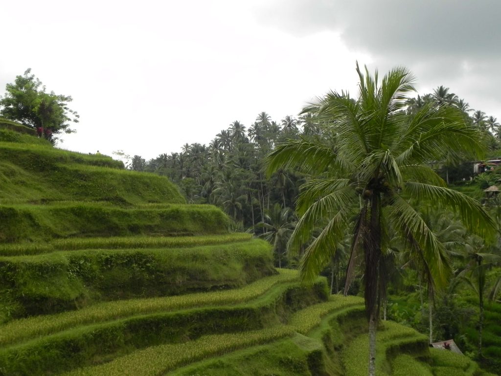 Ubud rice terrace