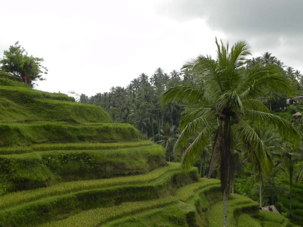 Ubud rice terrace