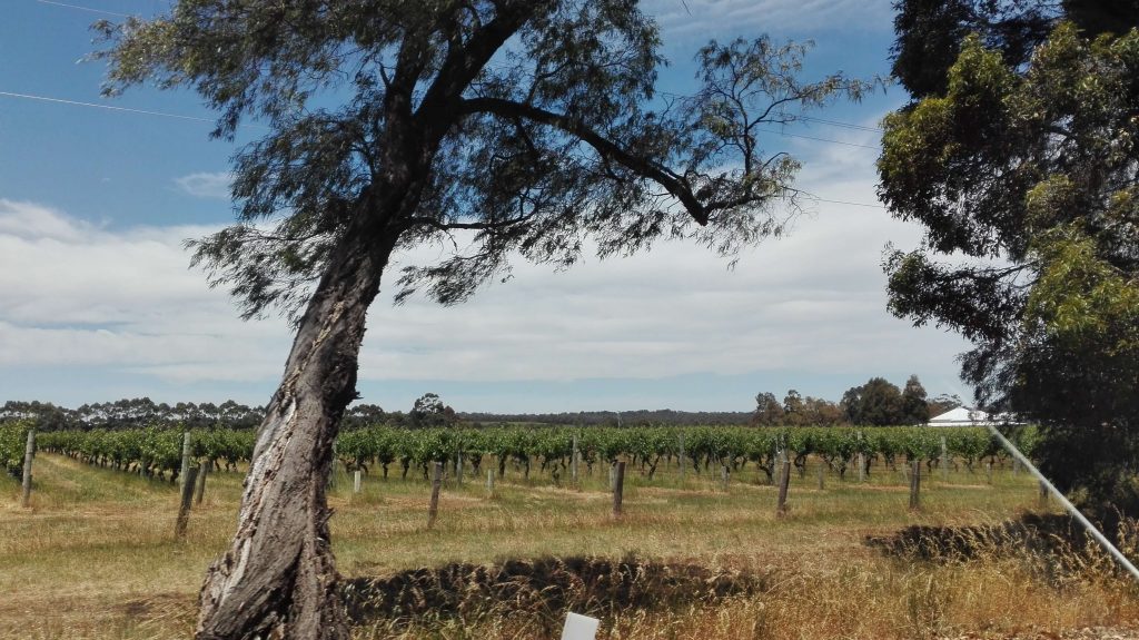 Vineyards in Margeret River