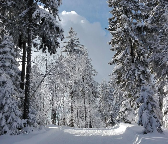 Best winter hikes on Pohorje, Slovenia