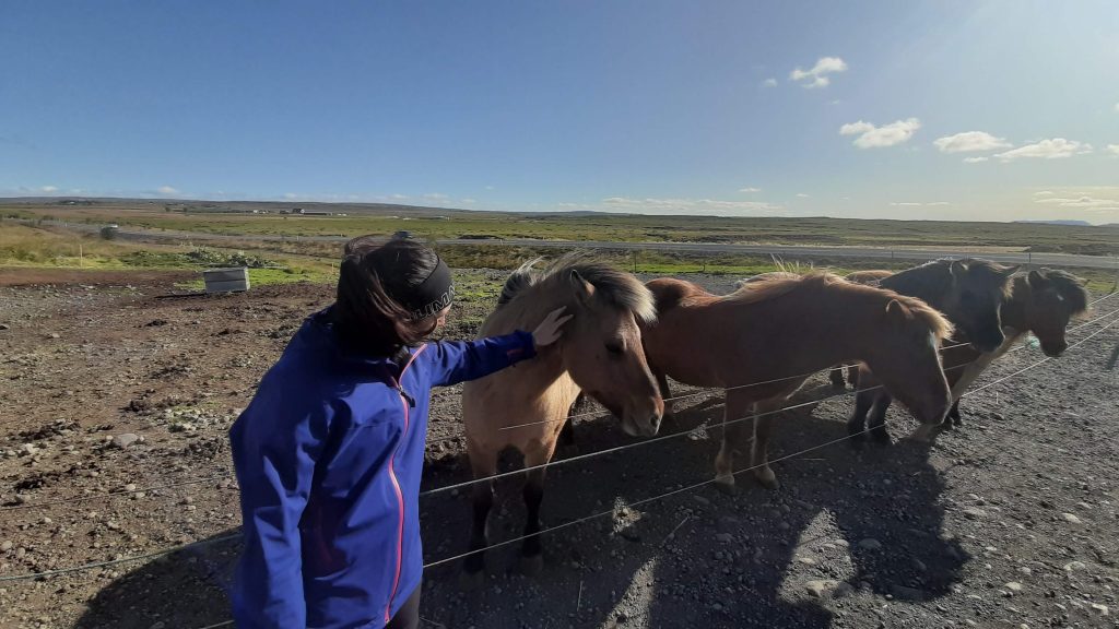 Icelandic horses